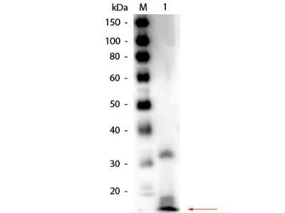 Western Blot: Ribonuclease A Antibody [Biotin] [NB100-2007] - Lane 1: Ribonuclease A (Bovine Pancreas). Load: 50 ng per lane. Primary antibody: Rabbit anti-Ribonuclease A Antibody Biotin Conjugated at 1:1,000 overnight at 4C. Secondary antibody: HRP streptavidin secondary antibody at 1:40,000 for 30 min at RT. Block: incubated with blocking buffer for 30 min at RT. Predicted/Observed size: 16.5 kDa, 16.5 kDa for Ribonuclease A. Other band(s): Possible dimerization.